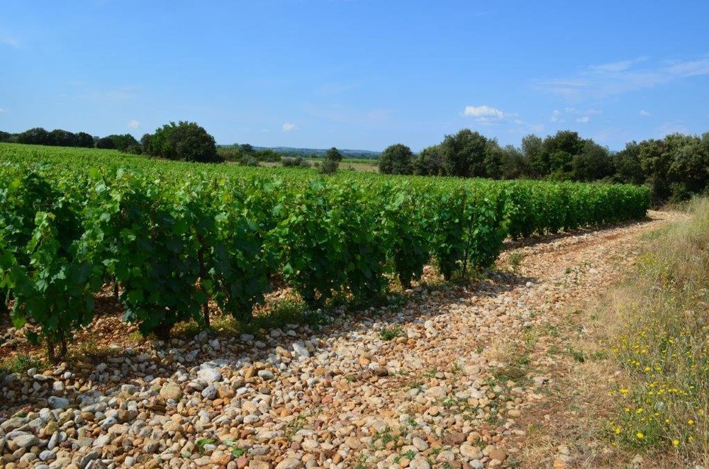 Vignes du Domaine de Montcalmès et galets roulés sous un ciel bleu