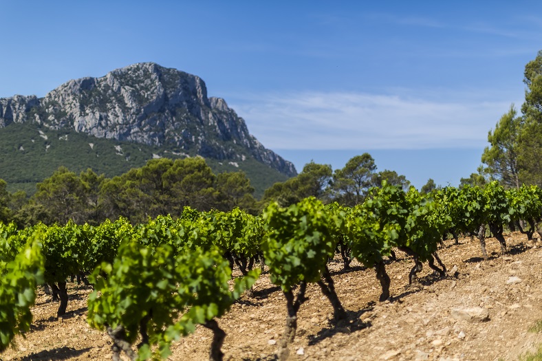 Photographie d'illustration régionale : vignes et reliefs du Languedoc, secteur du Pic Saint-Loup